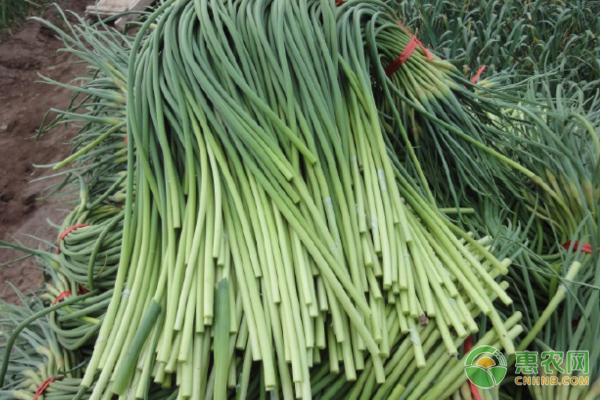 金鄉(xiāng)蒜薹價格最新行情,金鄉(xiāng)蒜薹價格最新行情分析